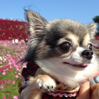 チワワ部屋　チワワをこよなく愛する