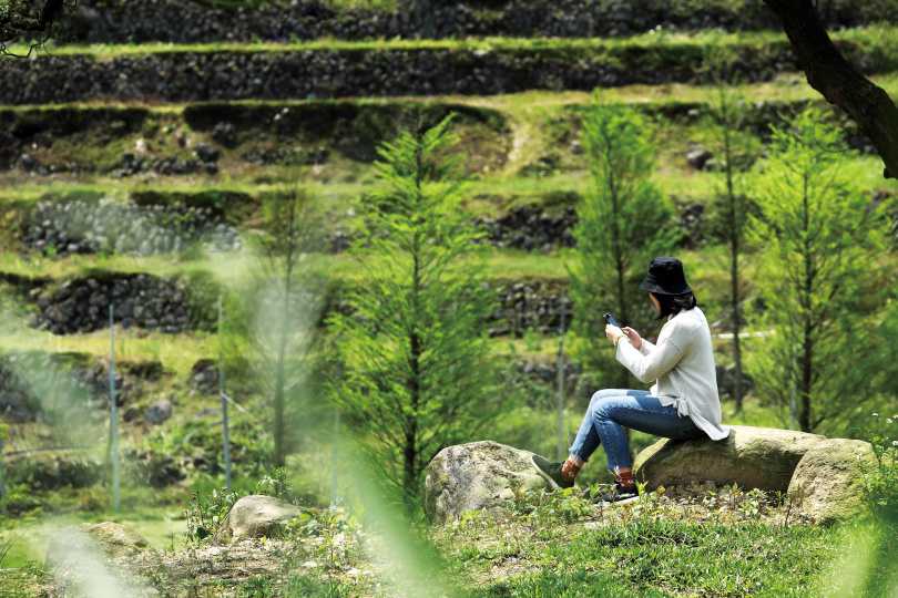 遍植落羽松的「鹿羽松牧場」，是近期最吸睛的旅遊景點。（攝影／于魯光）