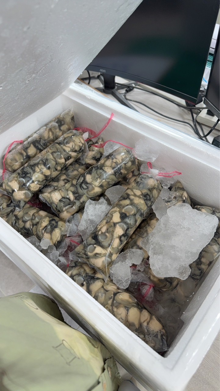蚵以嘛🦪