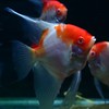 神仙魚工作室（豐盛漁場）