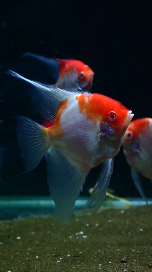 神仙魚工作室（豐盛漁場）