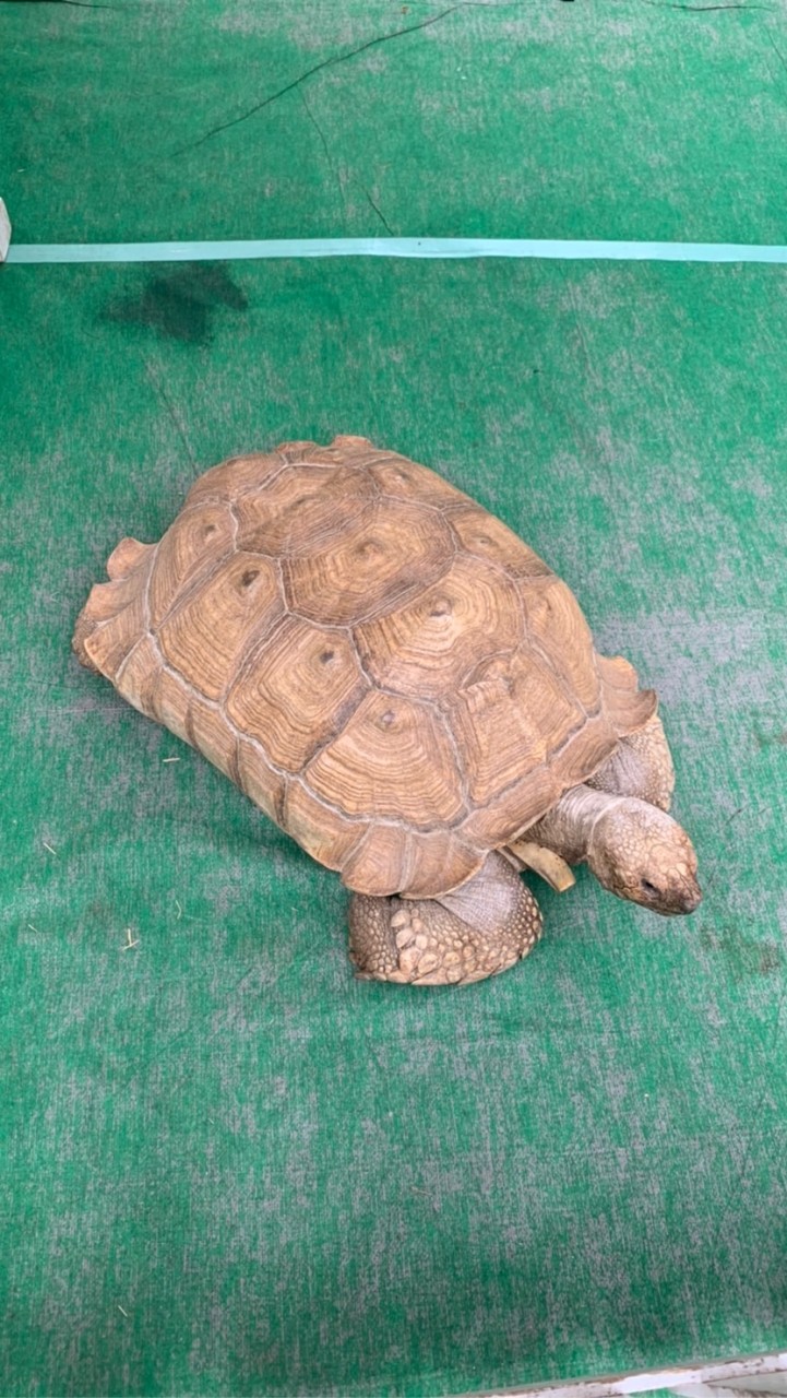 ベジwwwのオープンチャット