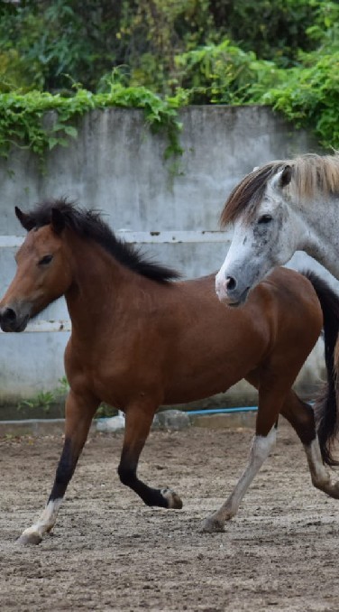 #mystablesphayao​