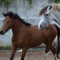 #mystablesphayao​