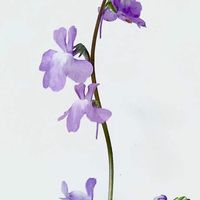 こんな時こそ歌三線