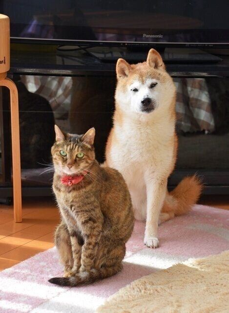 柴犬かぼすちゃん あの頃キミは若かった