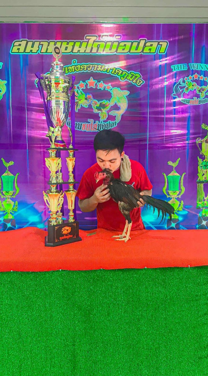 ซุ้ม ส.ริกาทอง 🐓 พม่าเลือดมังกร 🐲