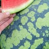 富林水果-大雅Fulin_fruit