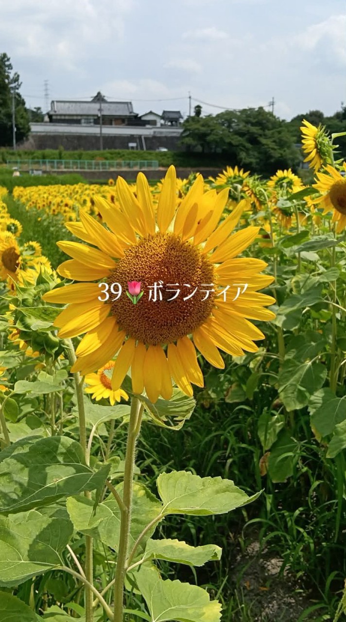 39🌷ボランティア
