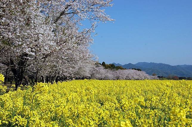 櫻花躺在歷史中 九州櫻花名所 預想日和春季美食 是日日本 Line Today