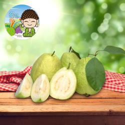 ◎芭樂的維他命C含量是所有水果中最高的，纖維質豐富，鮮採的芭樂清脆酸甜，在冷藏後會退酸變軟，轉為軟嫩甜蜜的口感。|◎|◎商品品名：東森農場彰化優鮮社頭友善珍珠芭樂(4.8kg/箱)(12-14顆)*1