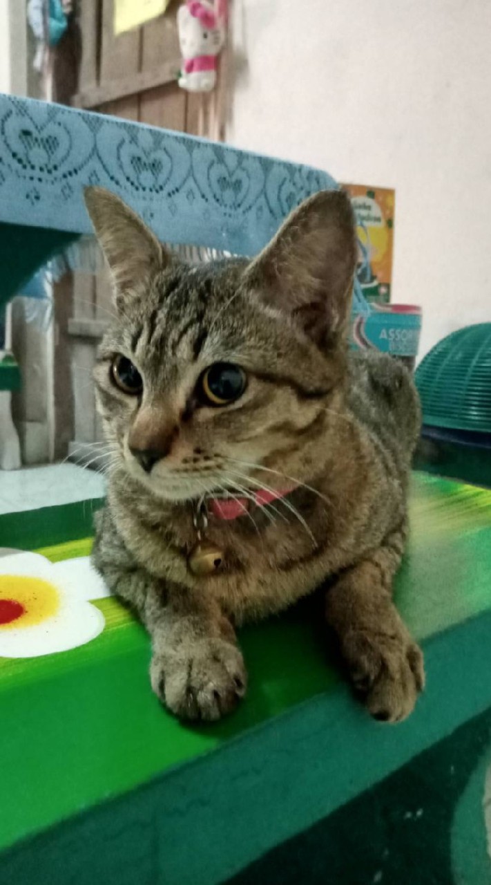 เพื่อนกันตลอดไป
