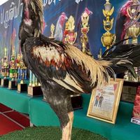 RACHANON FARM_ซุ้มปกรณ์เกียรติ