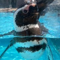 ★堅実競艇予想★　スバルのお部屋