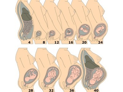 妊娠36週 胎児の体重 出産がもし始まったら