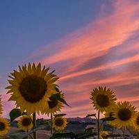 #心のよりどころ🌻
