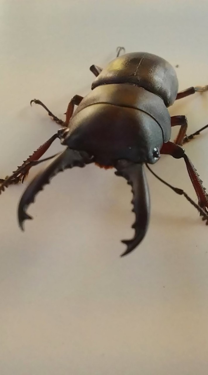 We love beetle