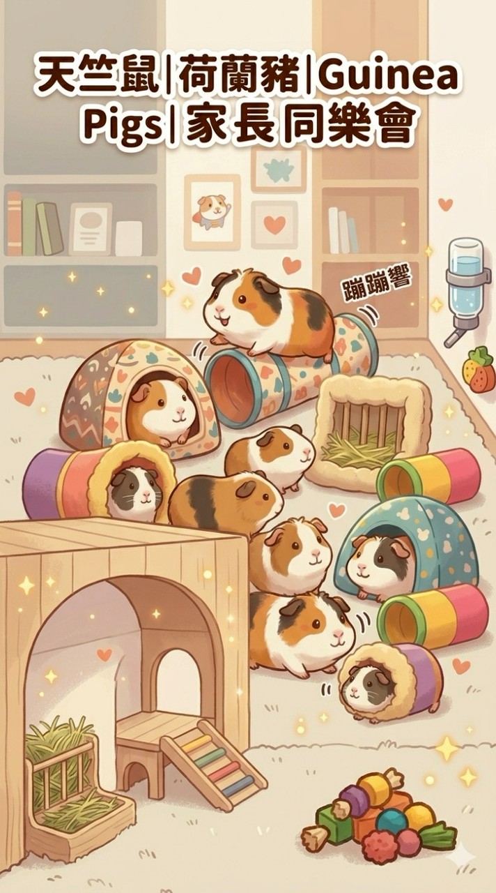 天竺鼠｜荷蘭豬｜Guinea pigs｜家長同樂會