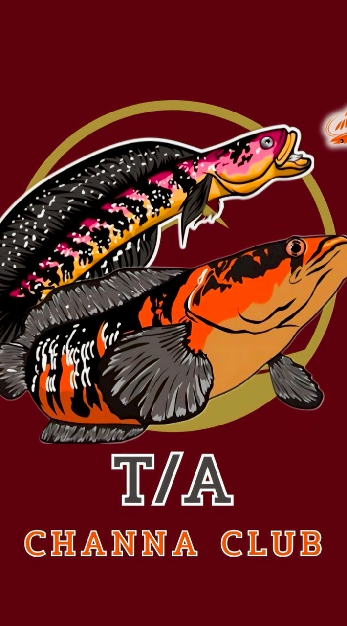 Channa Thailand by.T/A (คนเลี้ยงปลาช่อนสวยงาม)