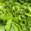 【ＯＣ】江戸東京野菜コンシェルジュの集い