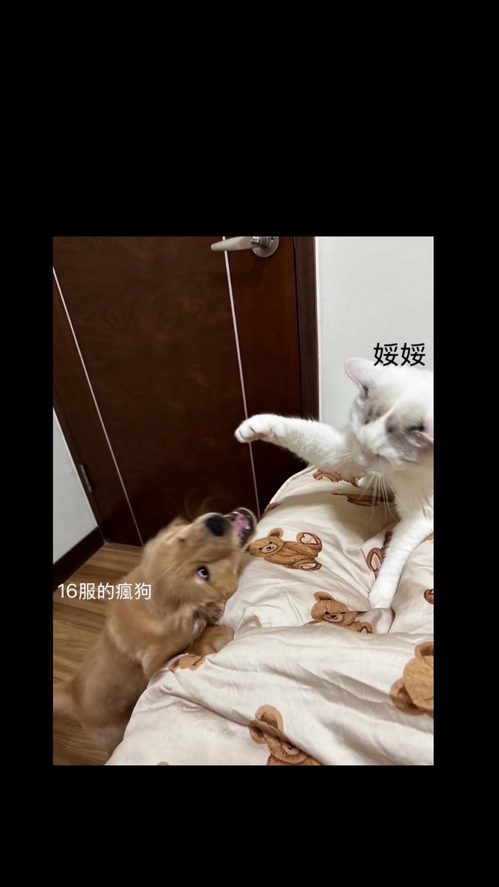 Boss燉龍蝦🦞s16🍁世界頻🍁