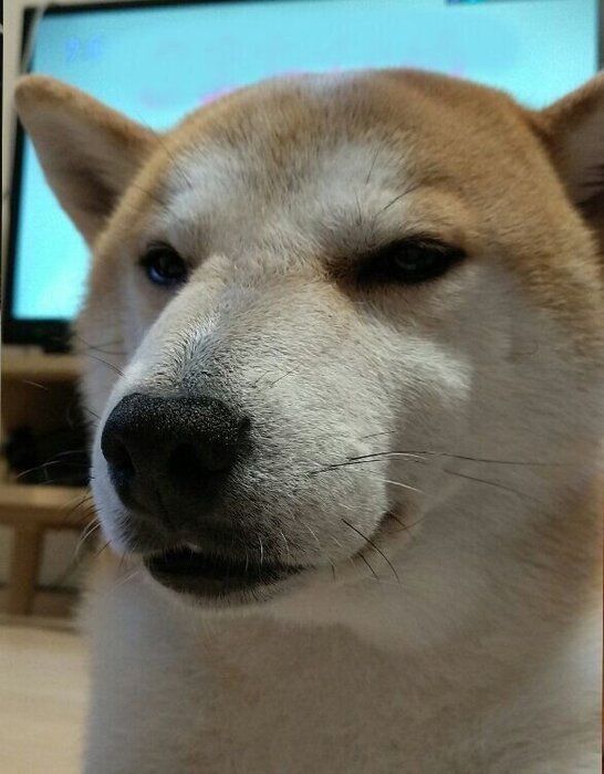 柴犬タロさんが怖がる音