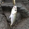 愛知県　釣りの会