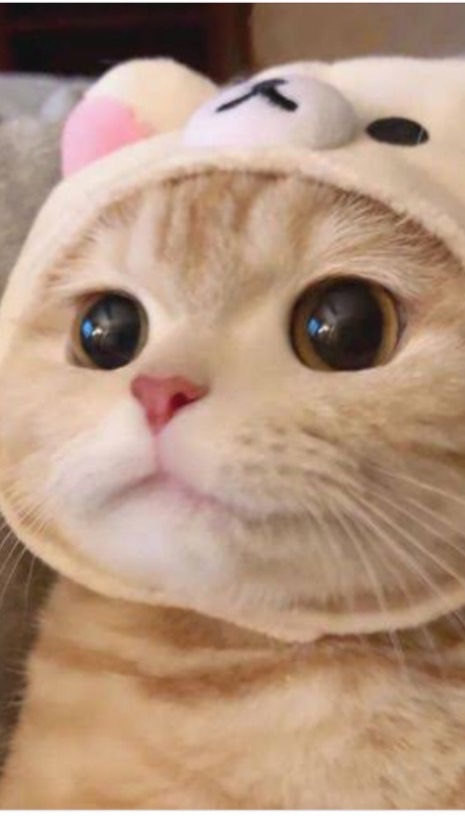 กลุ่มลูกม๊าแก้วเมี๊ยว~🍧🐱