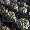 植人所在🌵🌵