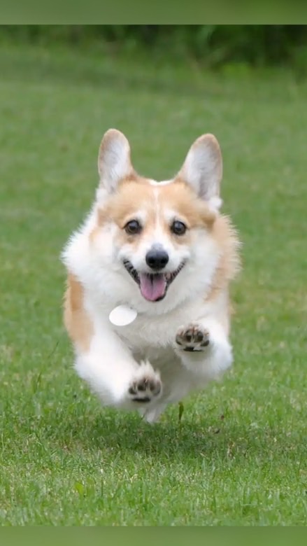 小狗窩🐶