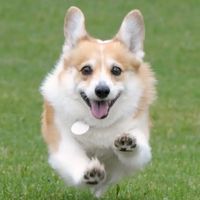 小狗窩🐶