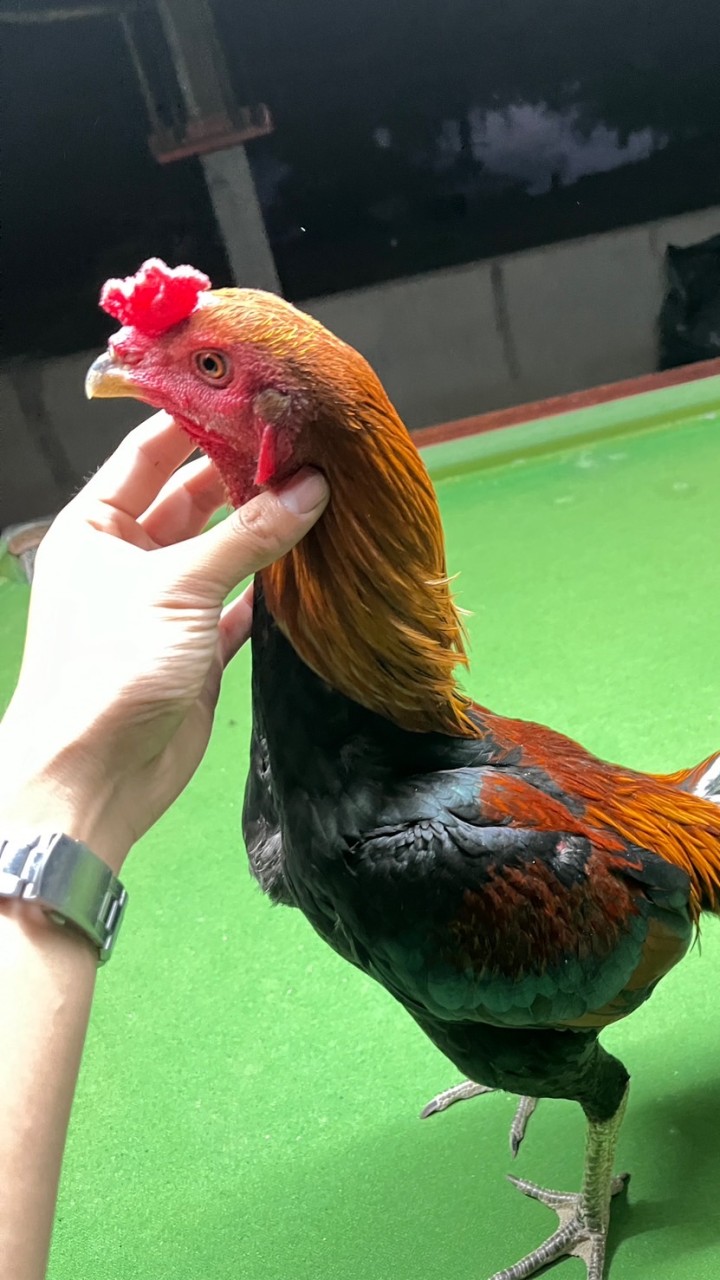 ซุ้ม’เด็กนรก💶🐔💸