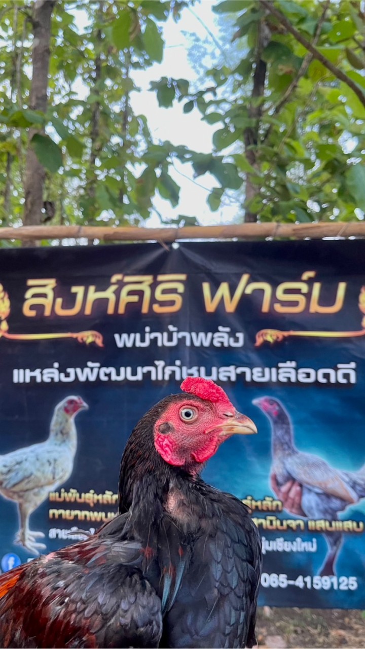 สิงห์ศิริฟาร์ม ลำปาง/ซื้อ-ขายไก่ชนพม่าเดินตี