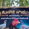 สิงห์ศิริฟาร์ม ลำปาง/ซื้อ-ขายไก่ชนพม่าเดินตี