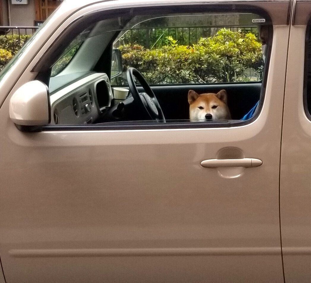 柴犬 車中で変なところに座る