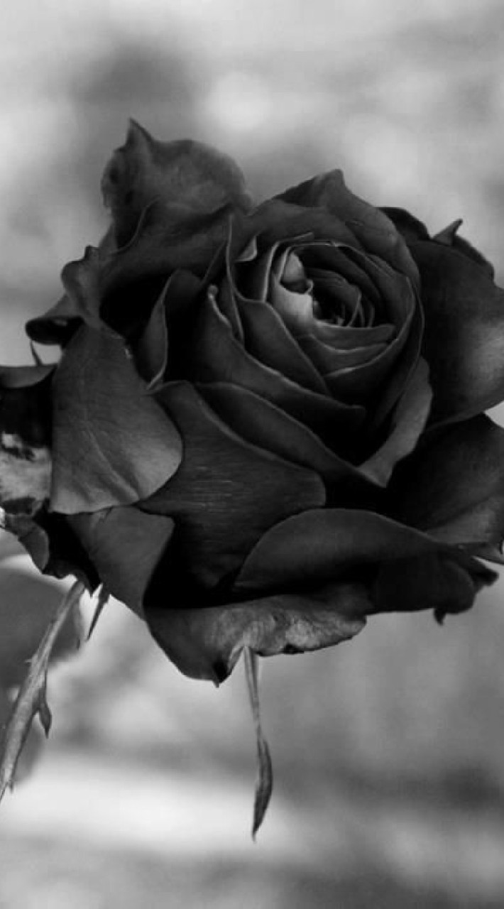 黒薔薇竹.🌹🖤