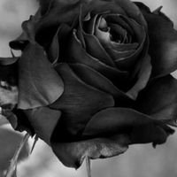 黒薔薇竹.🌹🖤
