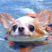 歐齁