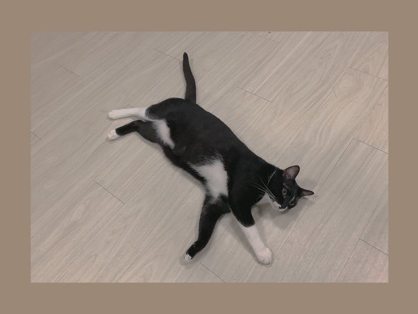 「寵物飼料」紐樂芙nulo freestyle 火雞肉口味貓咪飼料開箱分享