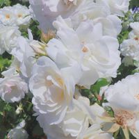 Dcard英文會話群