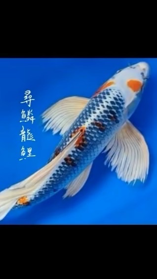 尋鱗錦鯉 龍鯉「競標/直購」區