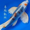 尋鱗錦鯉 龍鯉「競標/直購」區