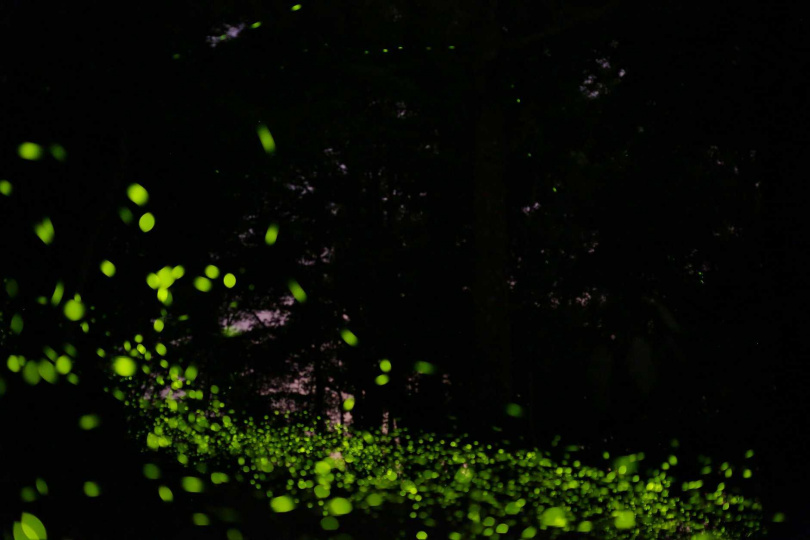 今年二○二○台南楠西梅嶺賞螢季將採實名制線上報名。（圖／於去年賞螢季拍攝，台南市觀光旅遊局提供）