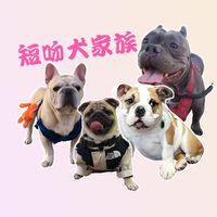 🐾短吻犬家族🐾