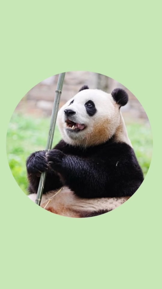 🐼莉安_6/5韓國🇰🇷現場連線