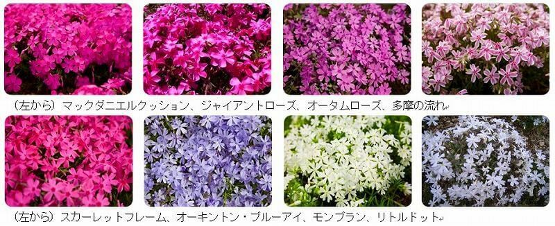 関東最大級 富士芝桜まつり が21も開催 名物グルメも堪能