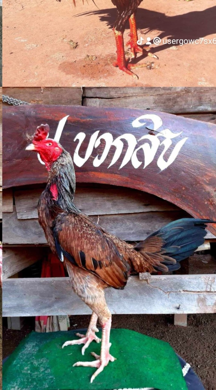 ป.บวกสิบ