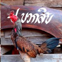 ป.บวกสิบ