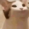 Roblox偷走一顆大腦紅、植物對上大腦紅、競爭者台灣人交易地點大家隨時加入