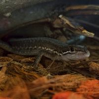 中高生の集まりー、みんなカモーン。
